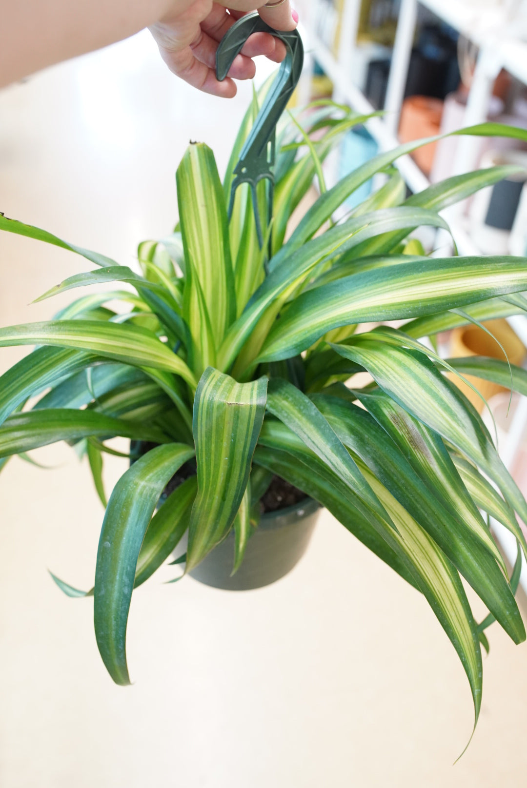 Hawaiian Spider Plant