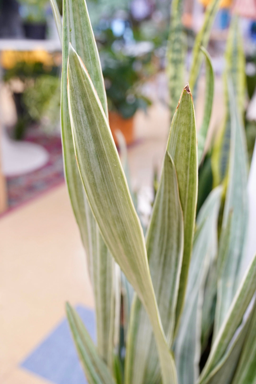 Sansevieria 'Sayuri' Metallic - Snake Plant