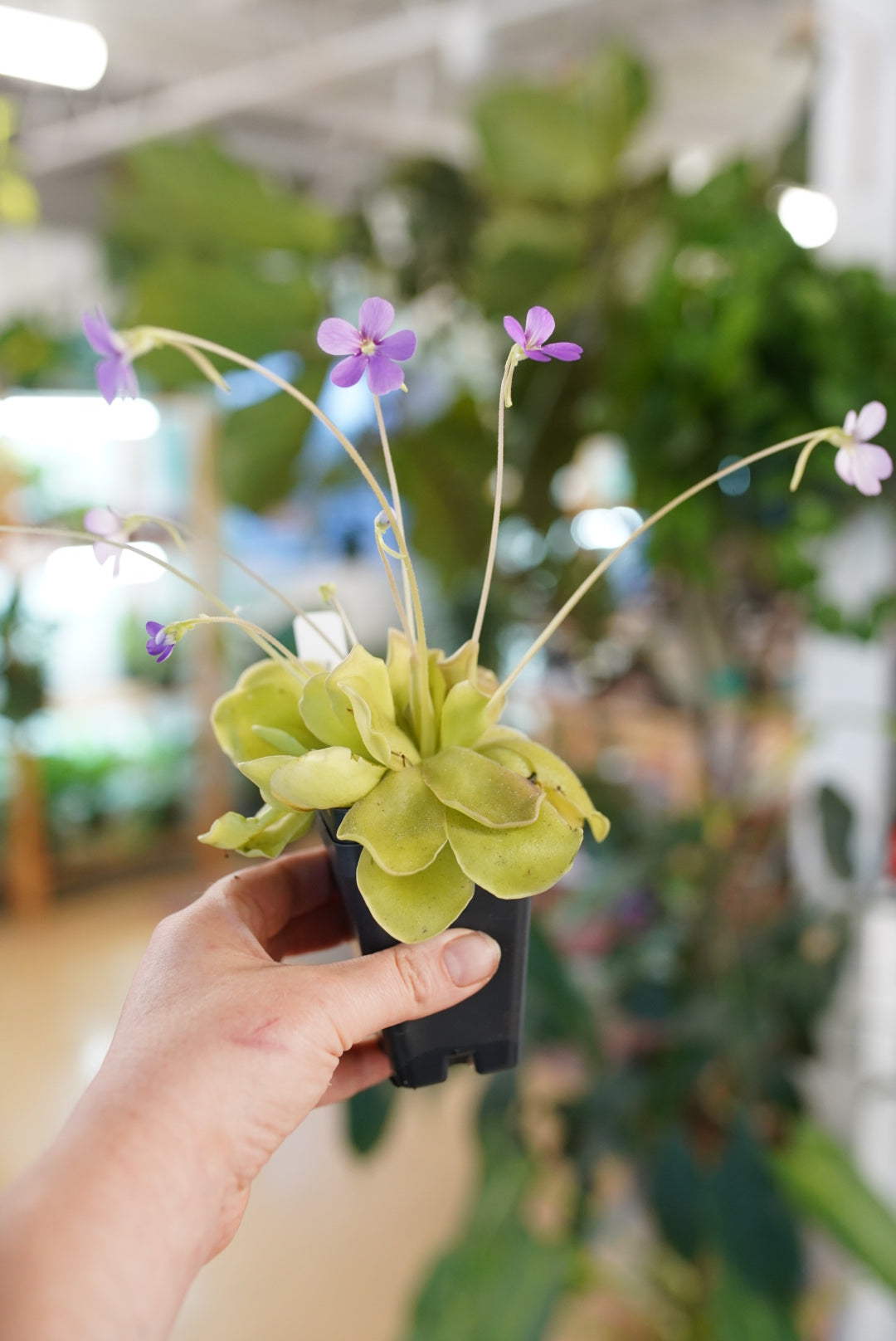 Mexican Pinguicula (butterworts)