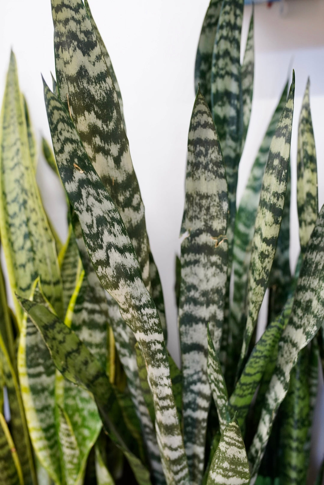 Sansevieria wintergreen