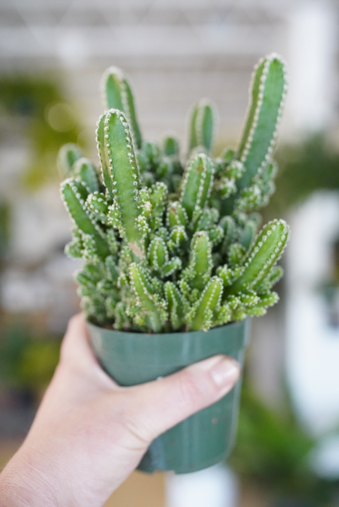Cereus tetragonus 'Fairy Castle Cactus'