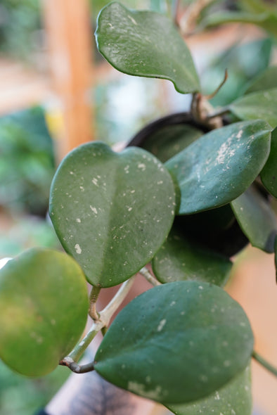 Hoya Obovata Splash