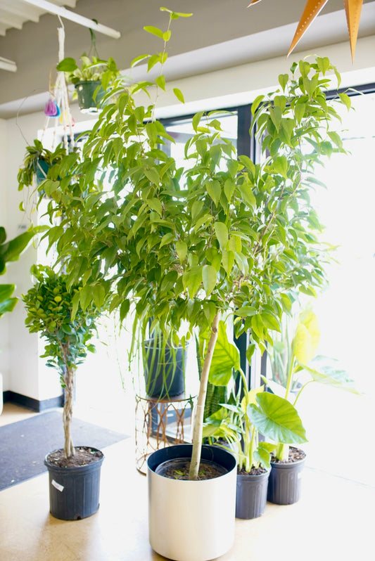 Ficus Amstel 'King'