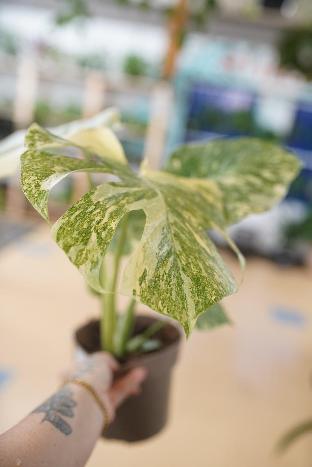 Monstera ‘Green Snow’