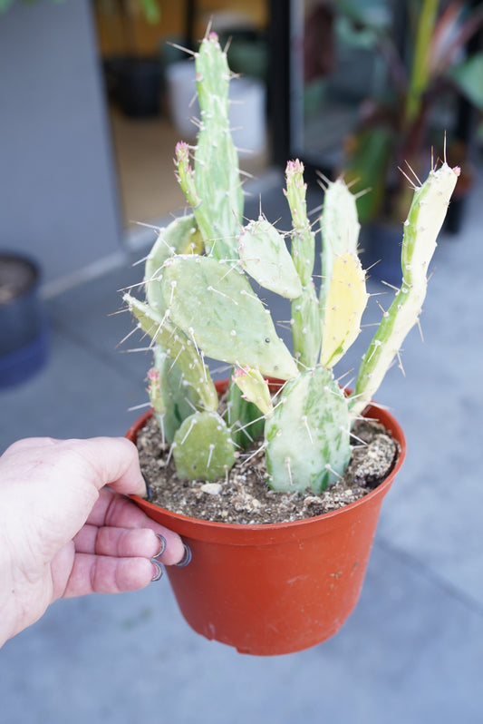 Opuntia jamaicensis f. variegata