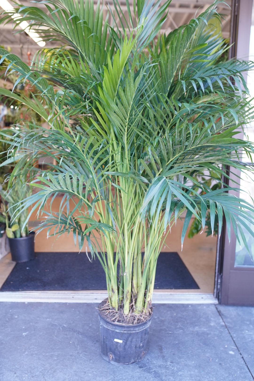 Chamaedorea cataractarum-Cat Palm