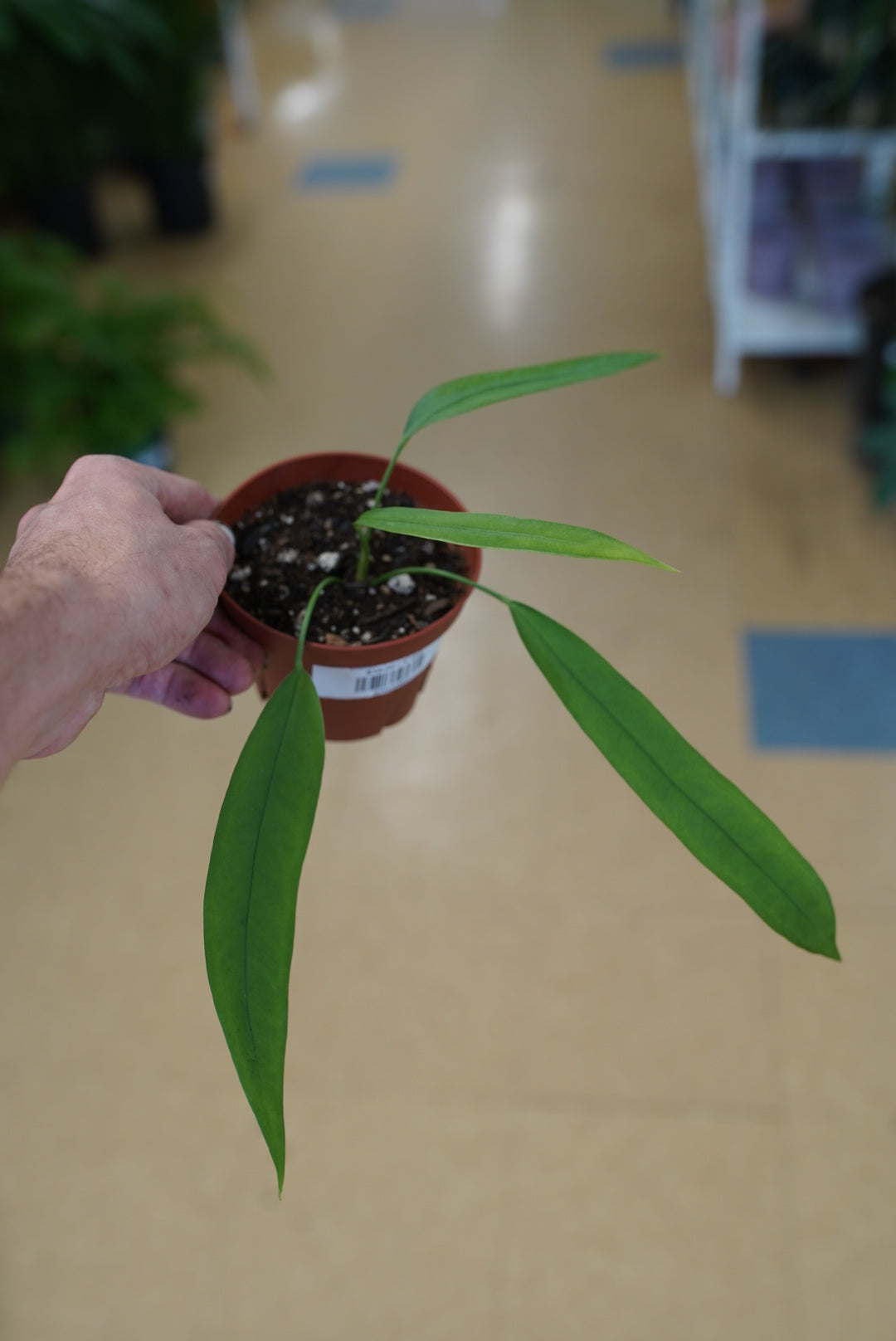 Anthurium vittarifolium