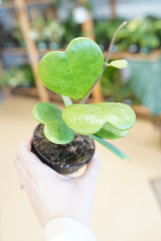 Hoya Kerrii (full plant)