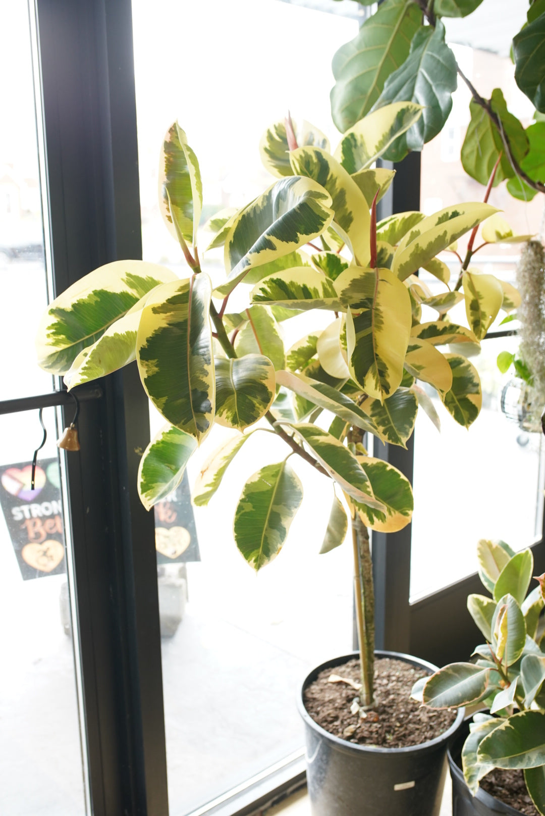 Ficus elastica ’Tineke’