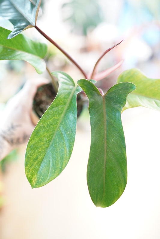 Philodendron Florida Bronze