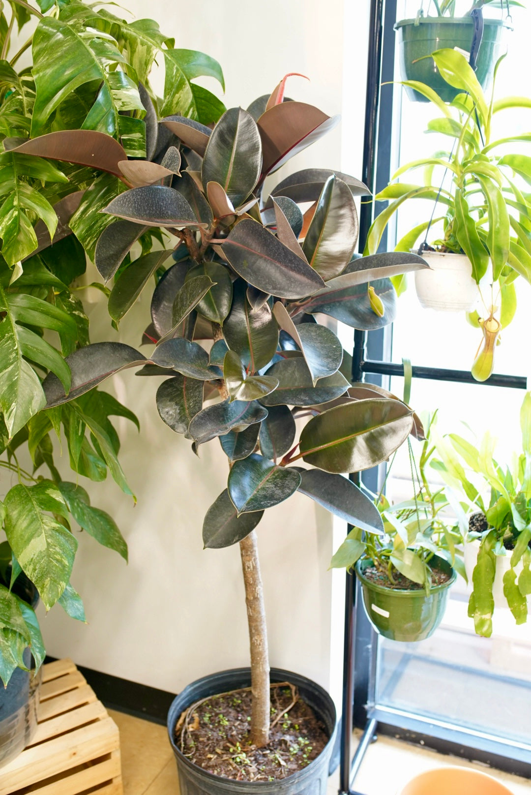 Ficus Elastica 'Burgandy' - Rubber Plant