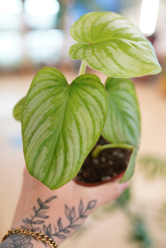 Philodendron Mamei 'Silver'