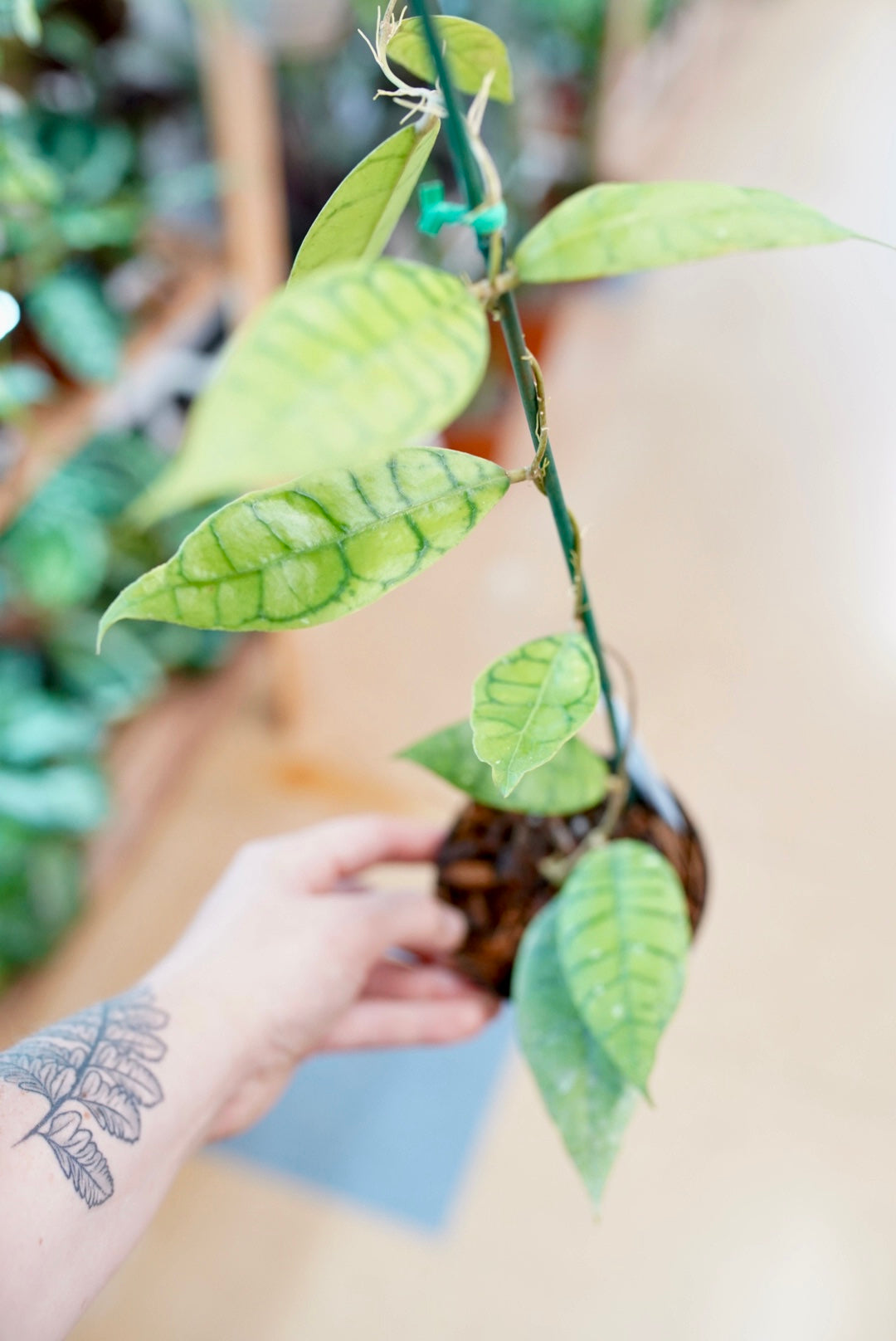 Hoya Callistophylla