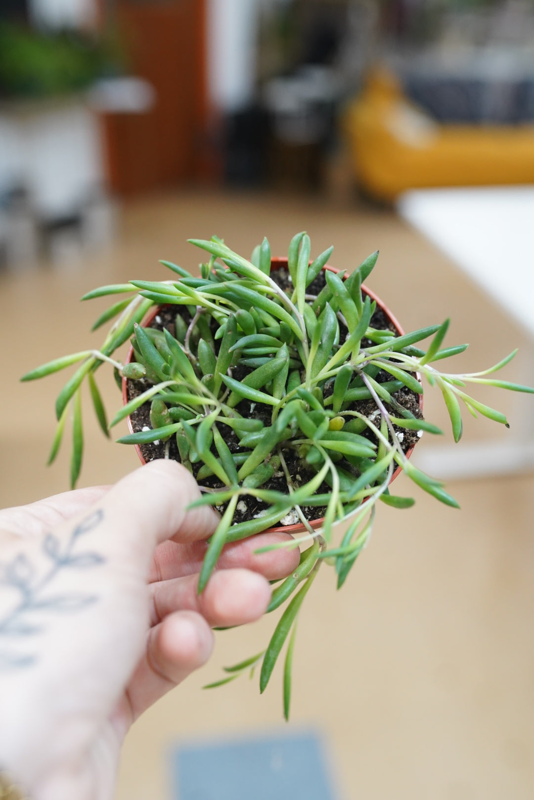 Othonna capensis 'String of Pickles'