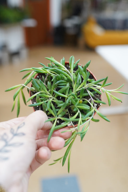 Othonna capensis 'String of Pickles'