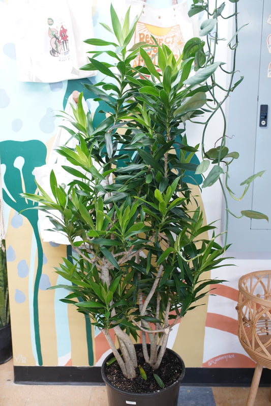 Dracaena Reflexa