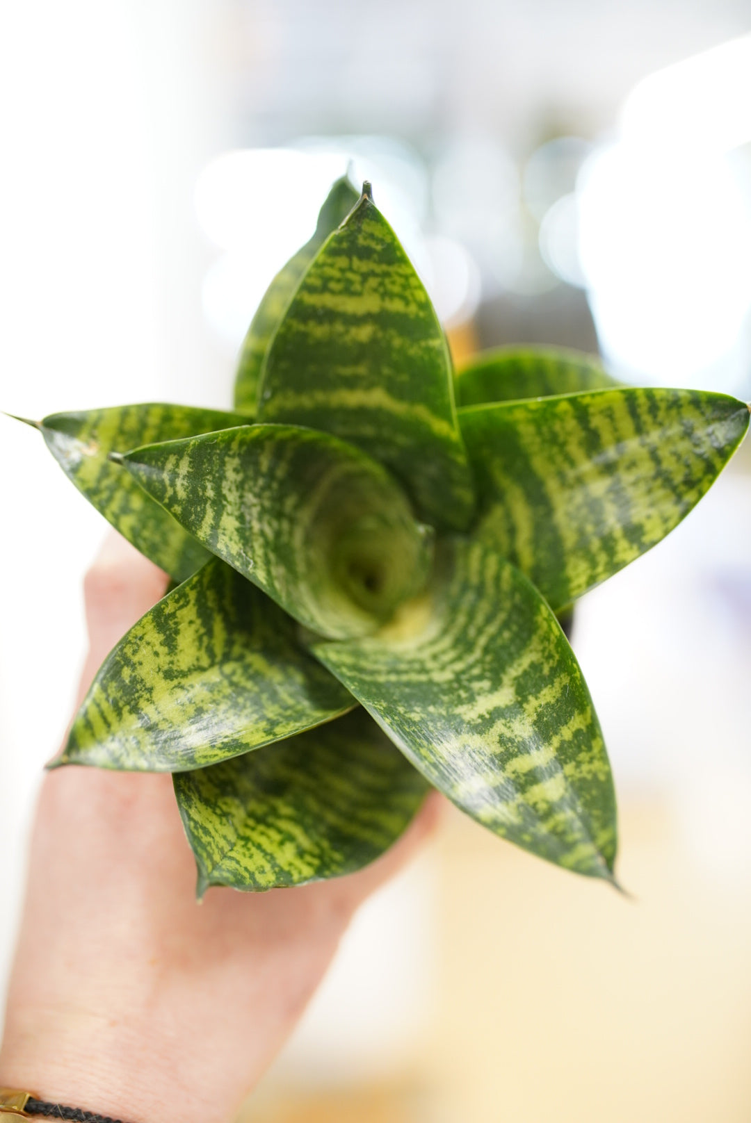 Sansevieria Forest Star