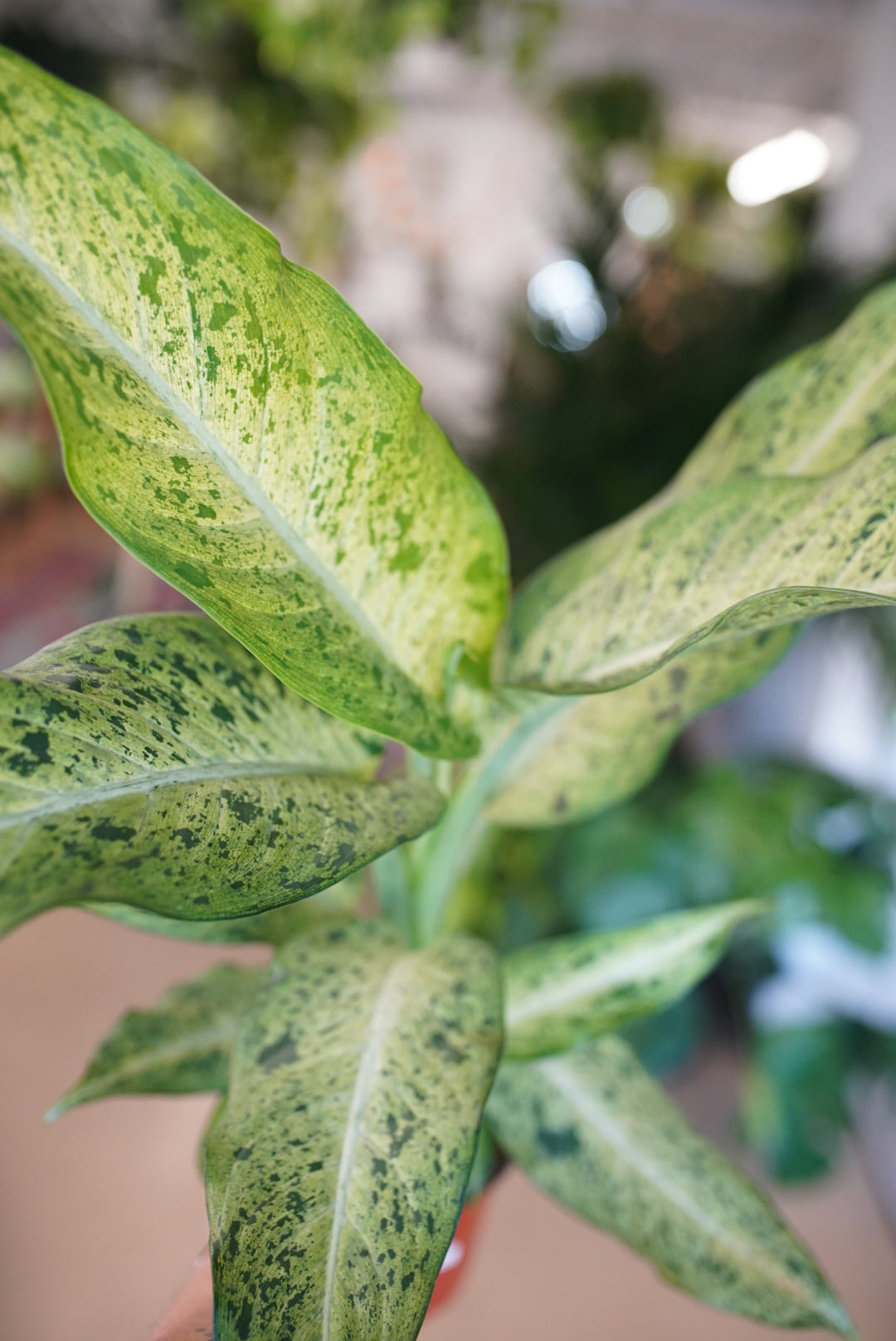 Dieffenbachia Maui Wowie