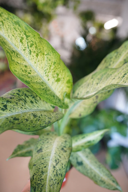 Dieffenbachia Maui Wowie