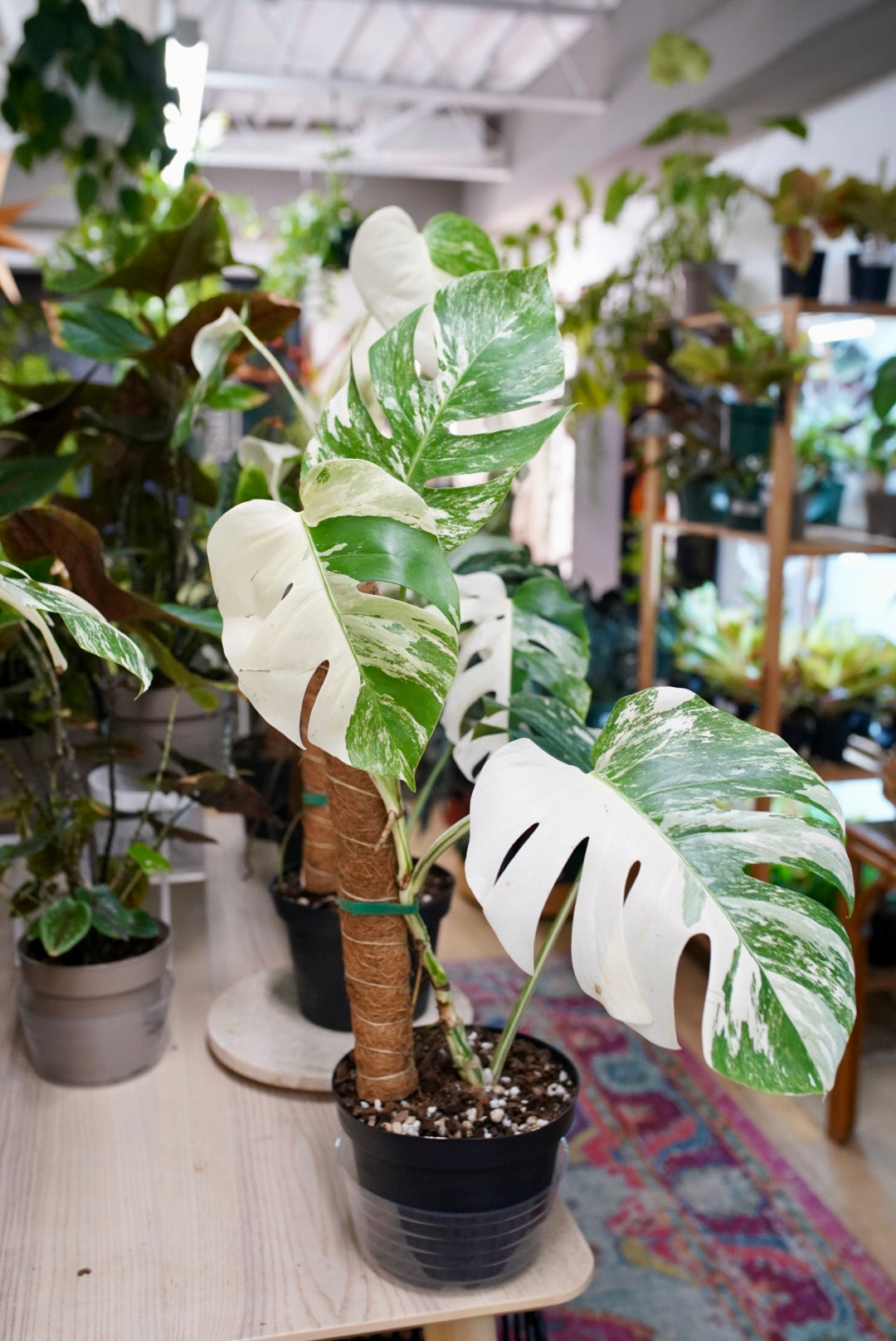 Monstera Albo