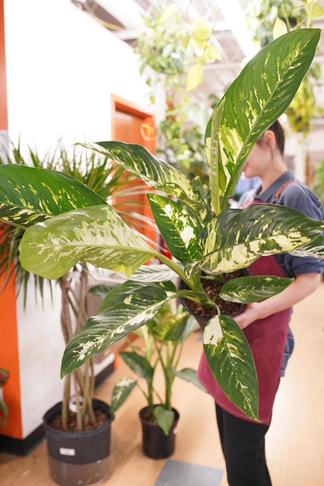 Dieffenbachia seguine 'Puerto Rico'