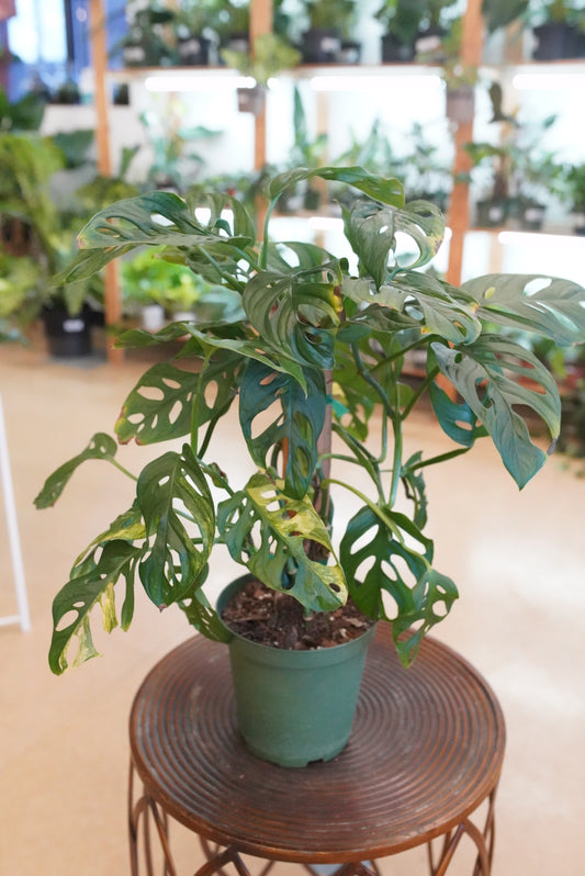 Variegated Monstera Adansonii-Reverted