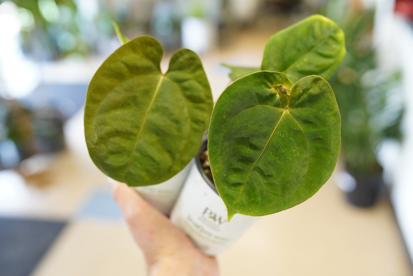 Anthurium Papillilaminum X Dressleri