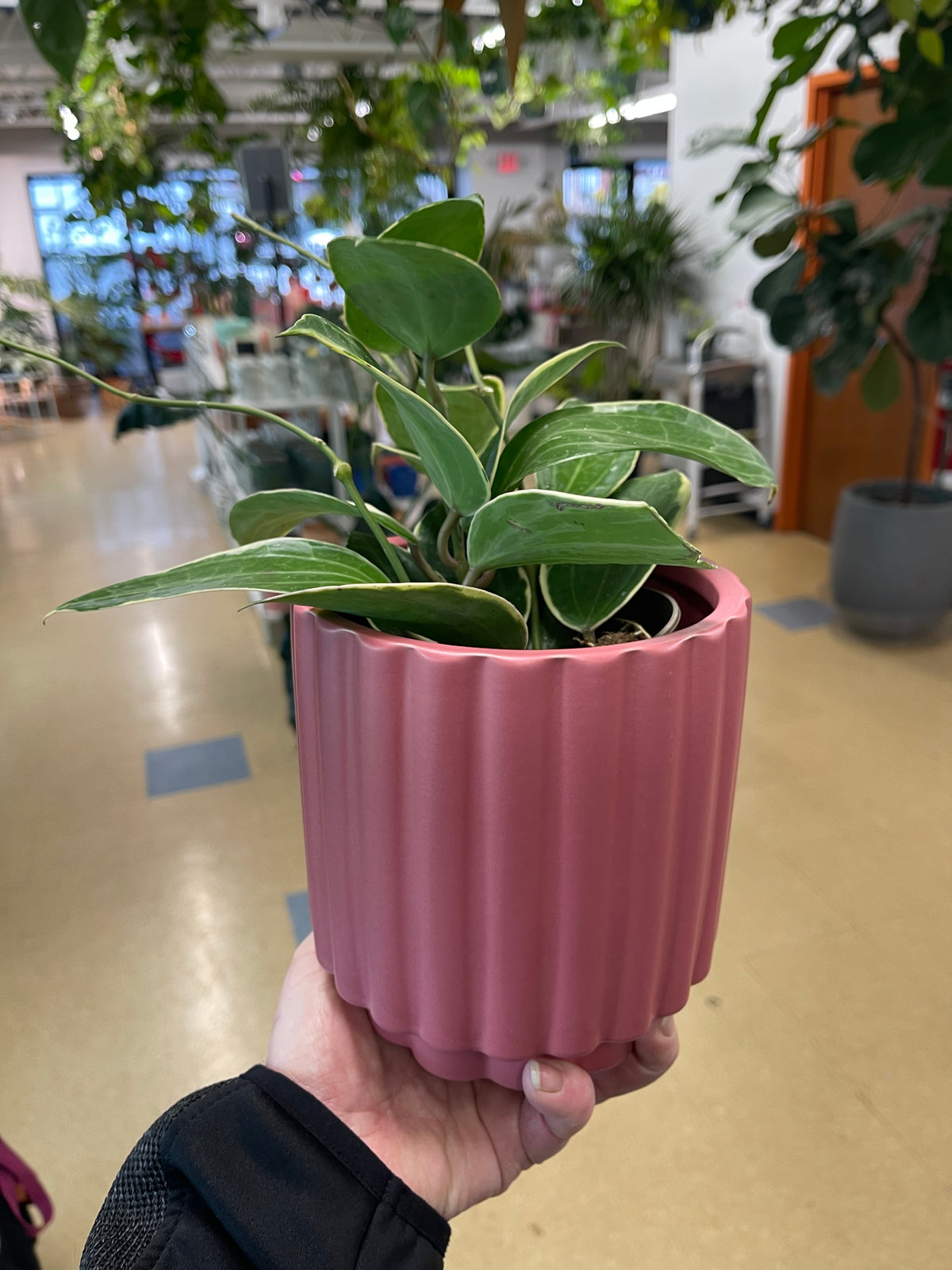 Carmen Pot