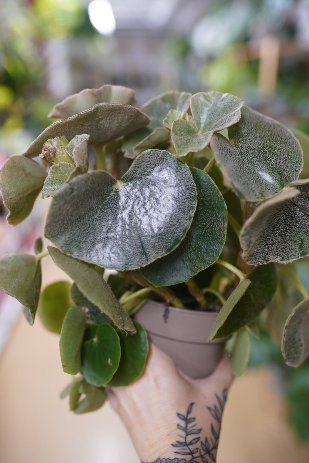 Begonia Lunar Mist