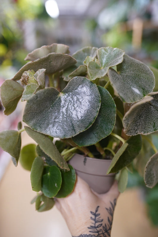 Begonia Lunar Mist