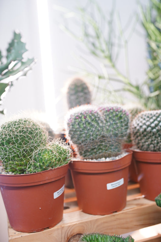 Mammilaria (Assorted)