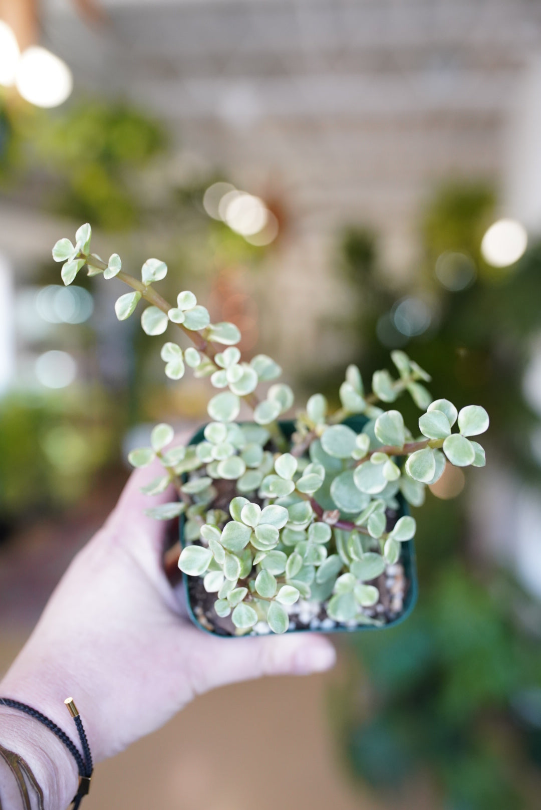 Elephant Bush (variegated) Dwarf Jade