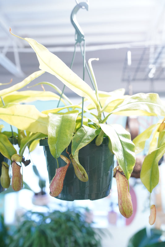 Gaya Nepenthes Pitcher Plant