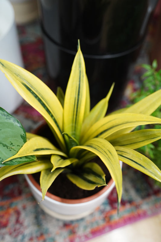 Sanseveria La Rubia