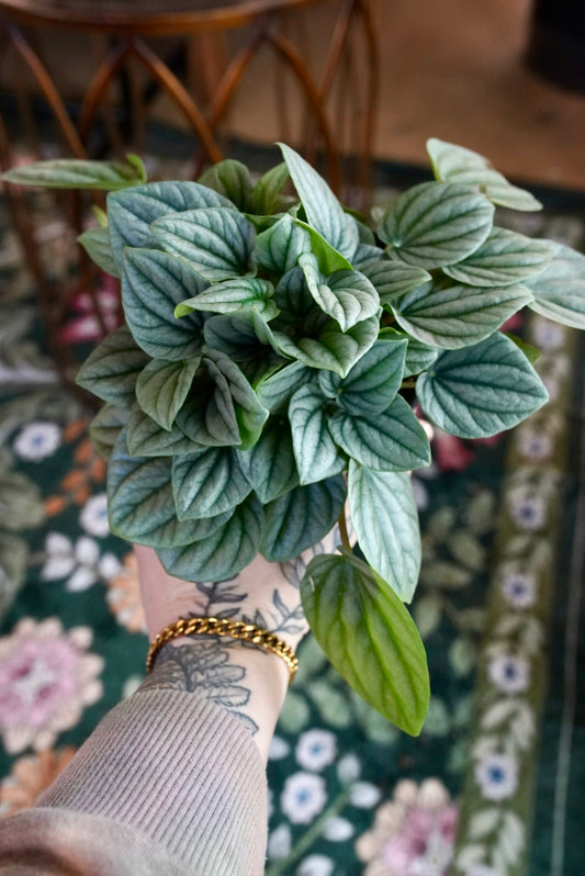 Peperomia Frost