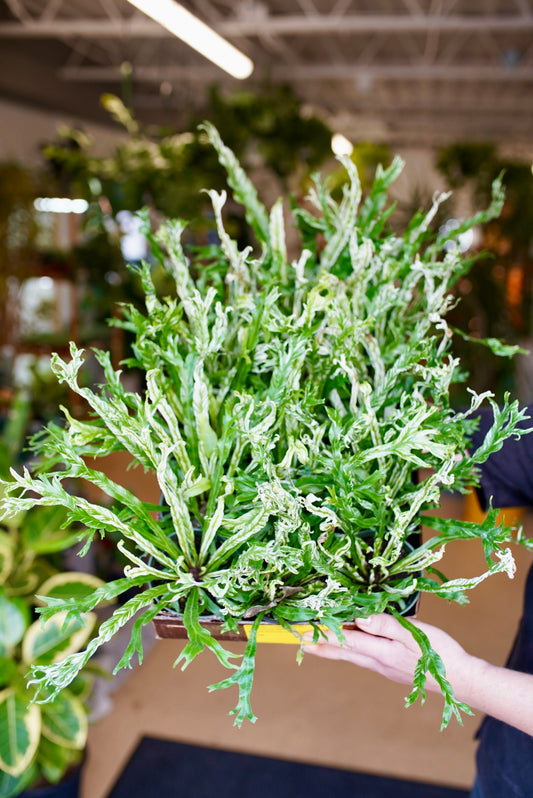 Variegated Birdsnest Fern