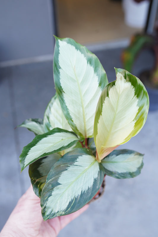 Calathea 'Argentea'