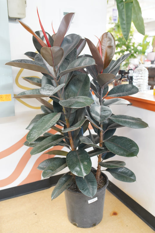 Ficus elastica 'Burgundy' - Rubber Plant