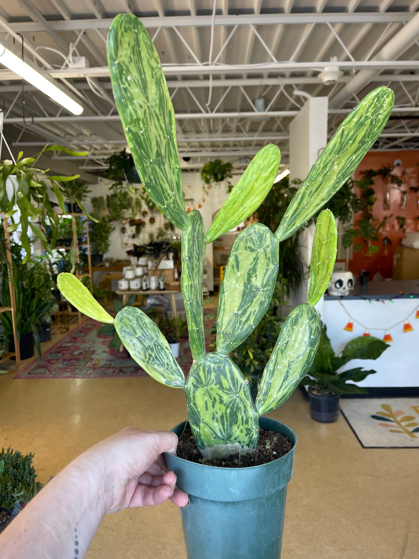 Variegated Opuntia Prickly Pear