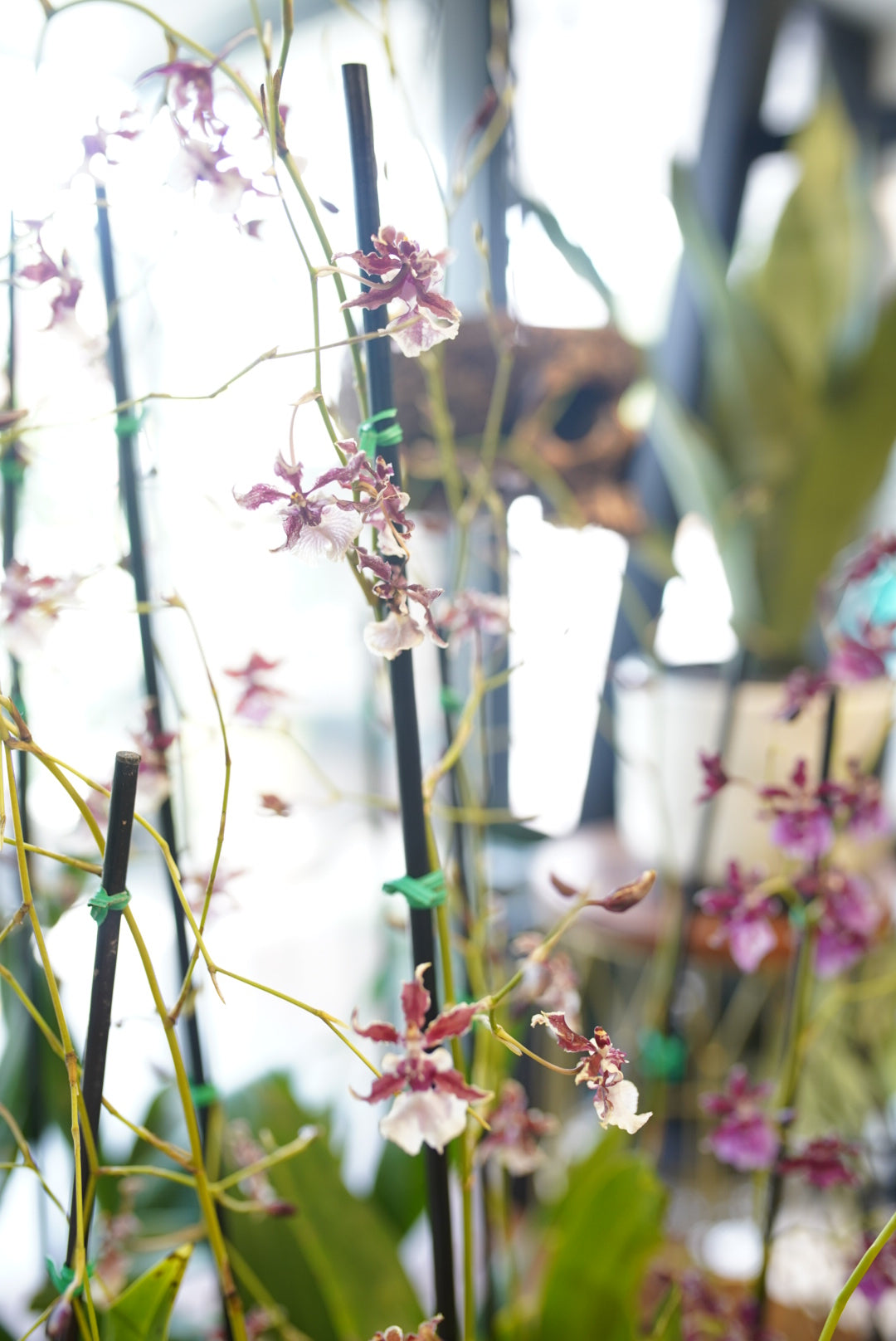 Oncidium Orchids - Assorted