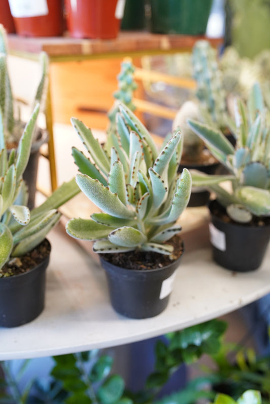 Kalanchoe ‘teddy bear’