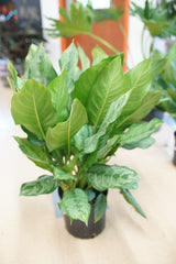 BJ Freeman Aglaonema | Chinese Evergreen