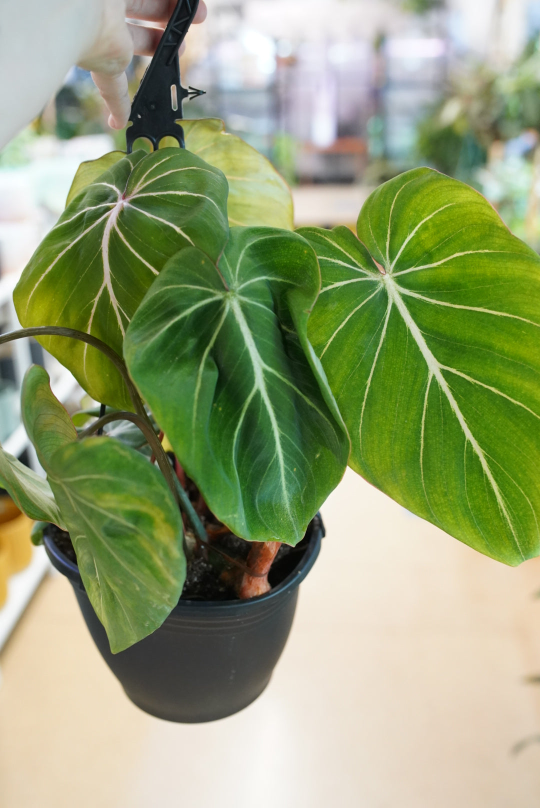 Philodendron Gloriosum