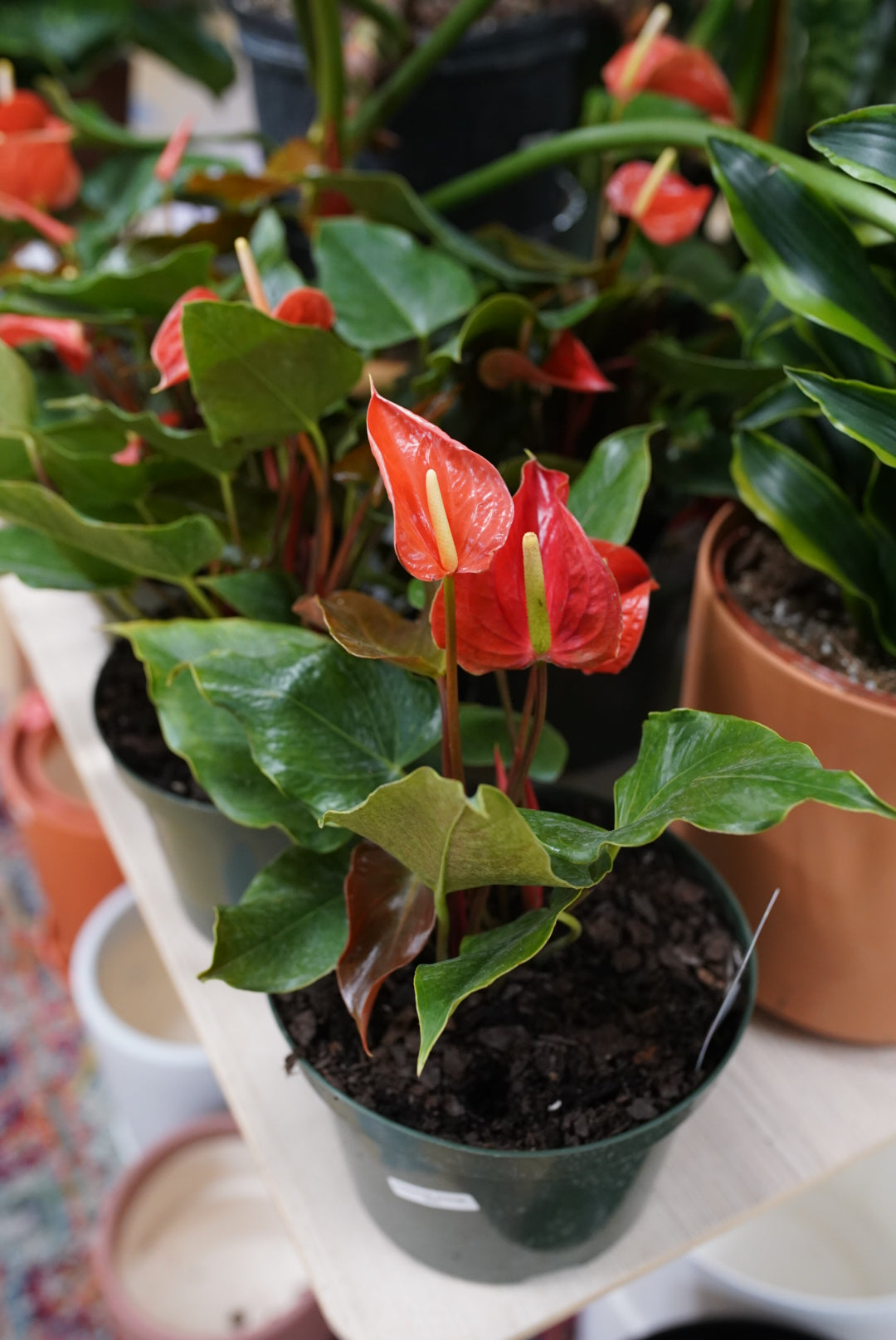 Orange Anthurium