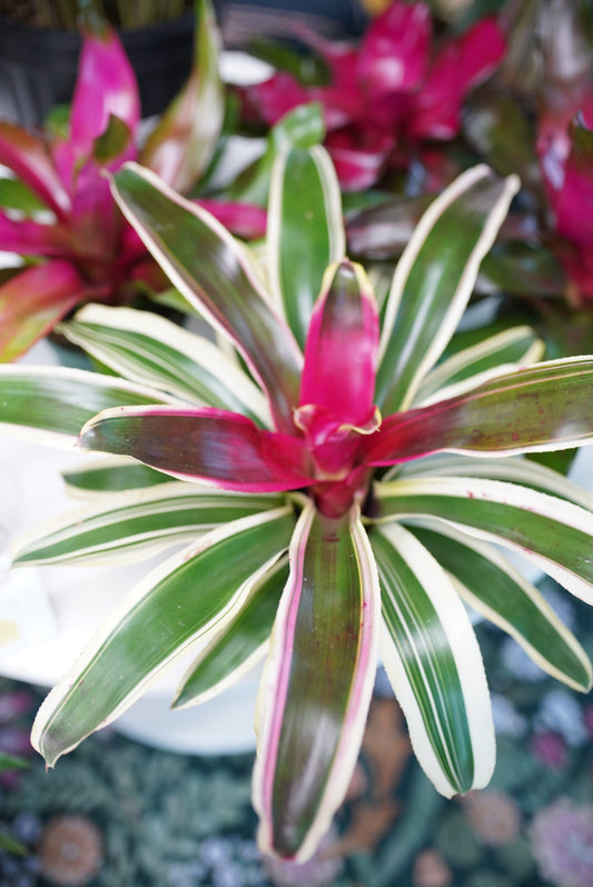 Bromeliad neoregelia (Assorted)