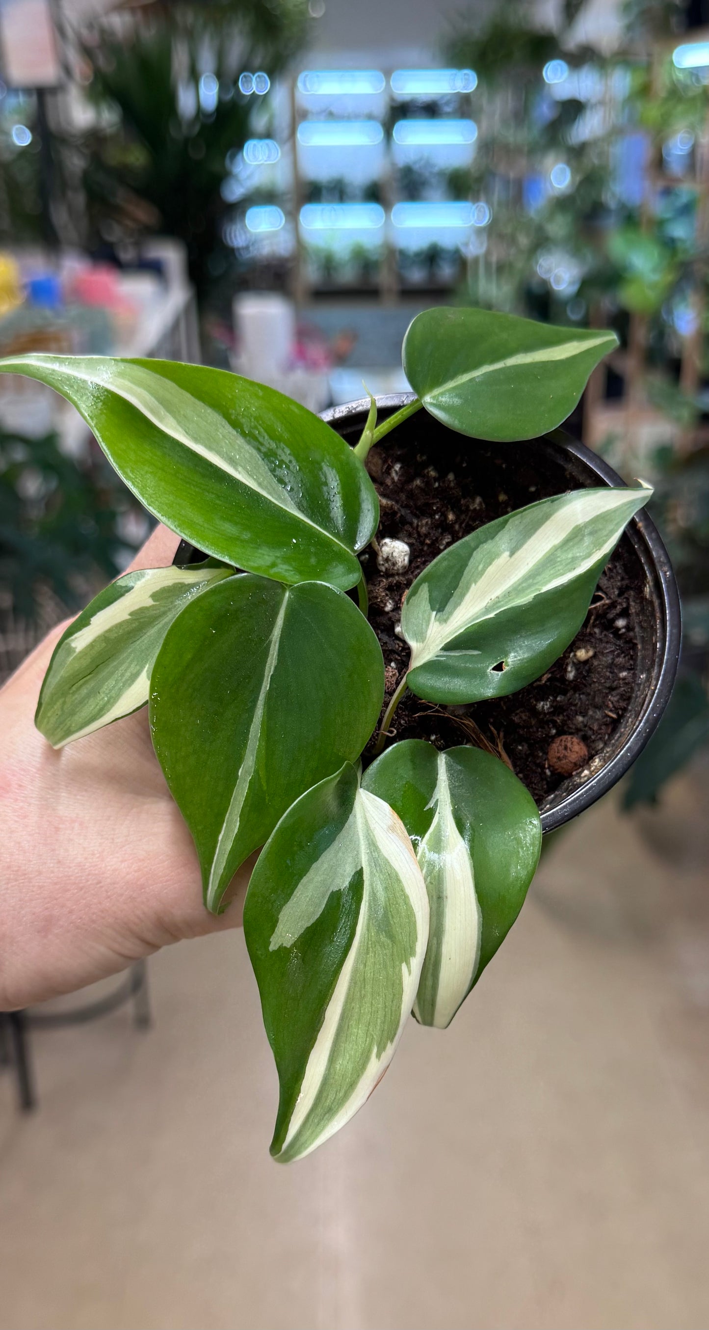 Philodendron Rio