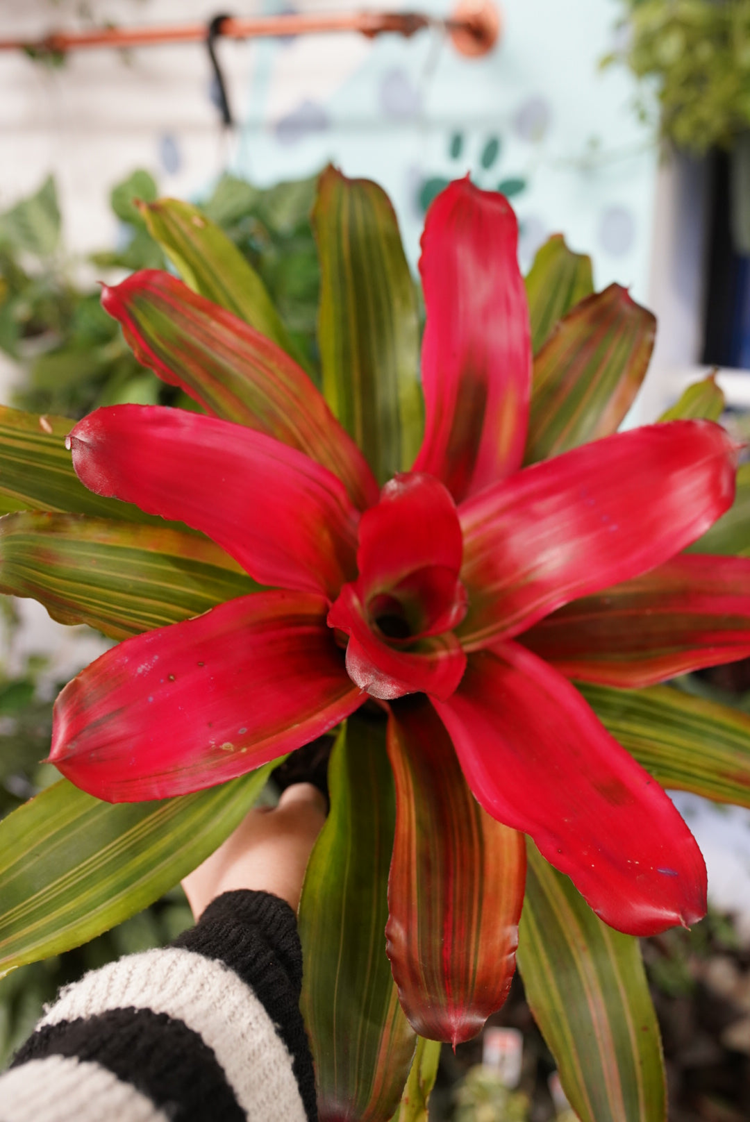 Bromeliad Neoregelia Serendipity