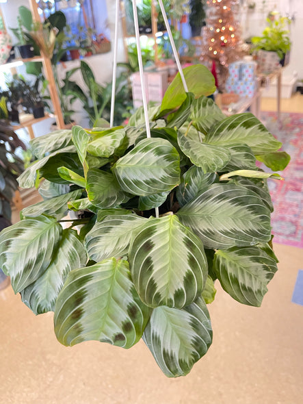 Calathea Maranta 'silver band'