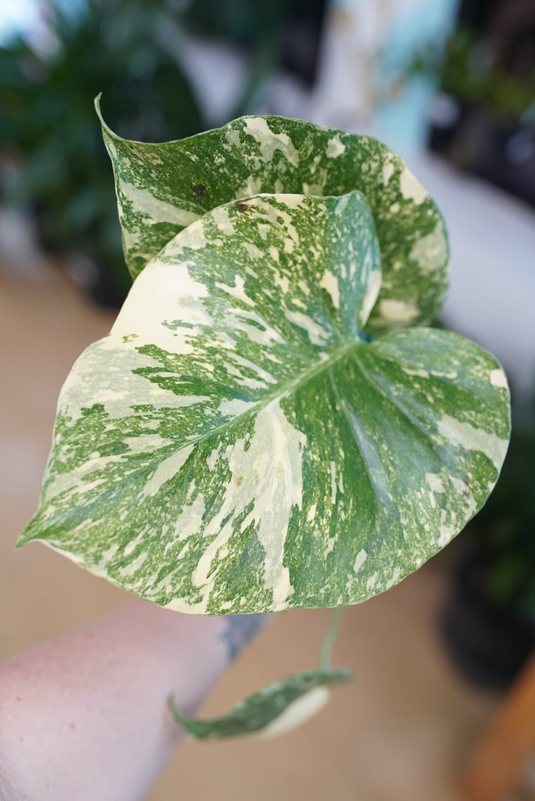 Monstera Deliciosa 'Creme Brulee'