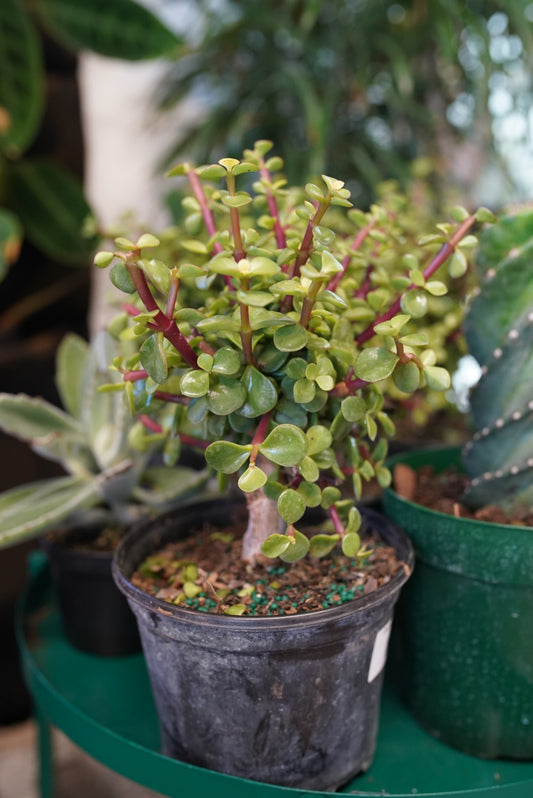 Elephant Bush Dwarf Jade